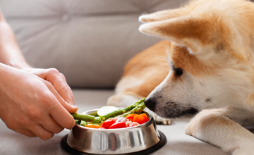 Alimentazione di un cane diabetico