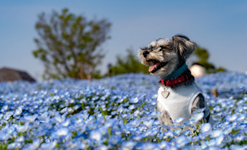 Cani e gatti anziani