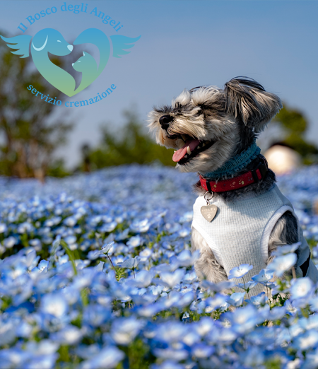 Cani e gatti anziani: consigli per il loro benessere in primavera