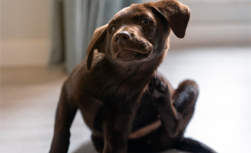 Dermatite nel cane: rimedi ed alimentazione consigliata