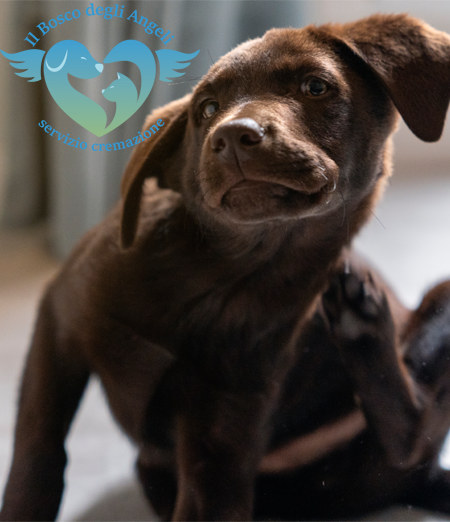 Dermatite nel cane: rimedi ed alimentazione consigliata