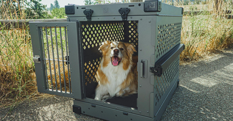 Cane in un trasportino.