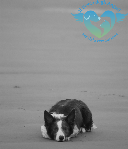 Affrontare il dolore: strategie per superare la perdita del tuo animale domestico