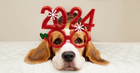 Capodanno per ricordare i nostri animali