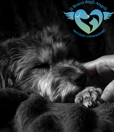 Come affrontare il lutto per l’animale domestico