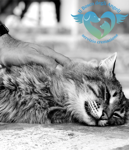 Cosa fare quando muore un cane o un gatto