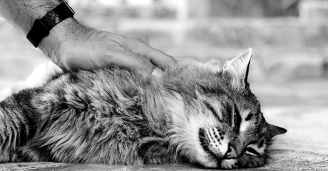 Cosa fare quando muore un cane o un gatto