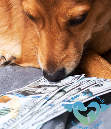 Cremazione animali costi