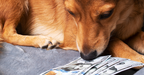 Cremazione animali costi