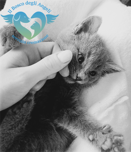 Cremazione degli animali: i vantaggi di un impianto e non di un agenzia