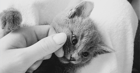 Cremazione degli animali: i vantaggi di un impianto e non di un agenzia.