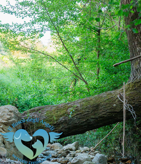 Centro Cremazioni Animali: primo forno crematorio per animali immerso nel verde