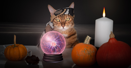 Gatti e spiritualità, un legame con radici antichissime