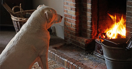 Cremazione animali domestici, è giusto? Il dibattito e le disposizioni di legge