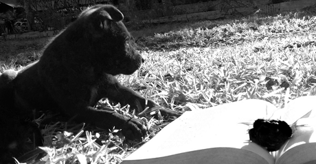 Guida su cosa fare per morte cane ad Avellino