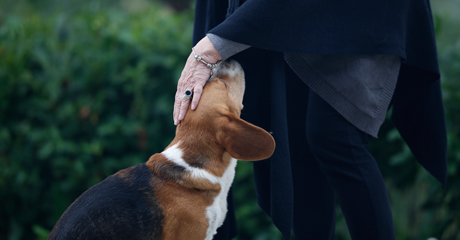 Onoranze funebri per animali: un ultimo gesto d’amore e rispetto