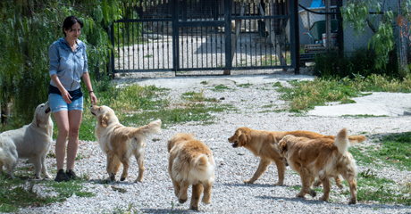 Pensioni per Animali: Come Scegliere la Migliore per il Tuo Pet