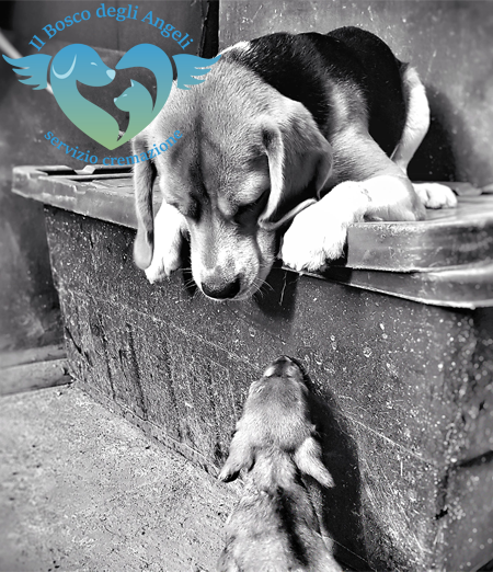 Perché scegliere il servizio di cremazione per il tuo animale