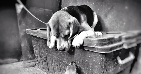 Perché scegliere il servizio di cremazione per il tuo animale