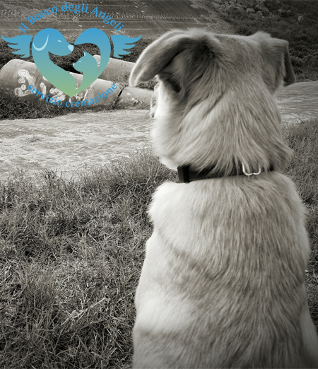 Perdita di un animale: come affrontare il lutto e superare il dolore