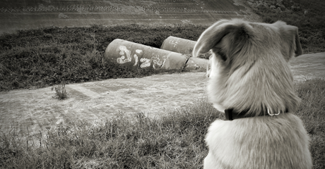 Perdita di un animale: come affrontare il lutto e superare il dolore