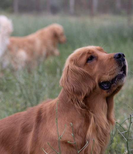 Nel Bosco degli Angeli ci sono servizi funebri per animali