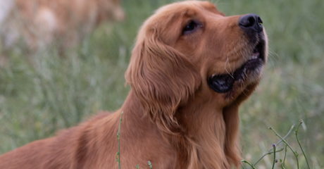 Il Processo di Cremazione per Animali: Cosa Aspettarsi