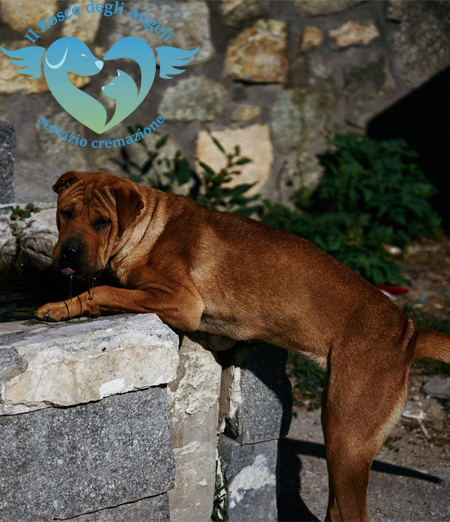 Cremazioni a Caserta