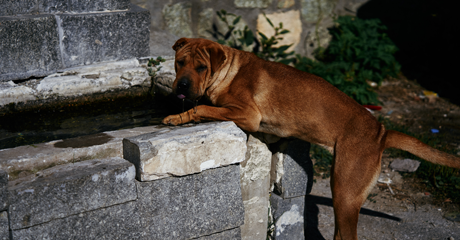 Come spiegare la perdita di un animale ai bambini