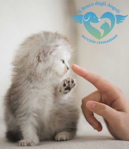 Cosa comprende un servizio di onoranze funebri per animali: dalla raccolta alla restituzione