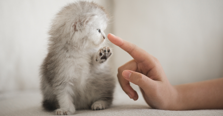 Cosa comprende un servizio di onoranze funebri per animali: dalla raccolta alla restituzione