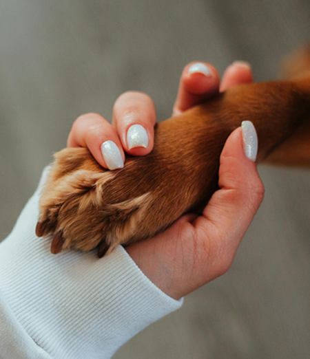 La mano di una donna e la zampa di un cane che si stringono.