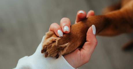La mano di una donna e la zampa di un cane che si stringono.