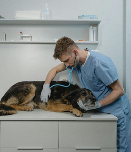 Cane duranteuna visita veterinaria.