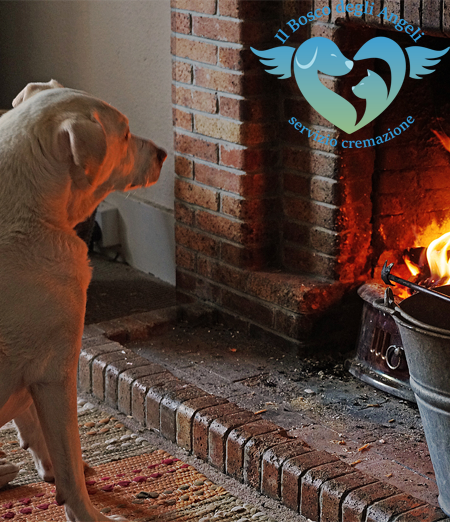 Cremazione animali domestici, è giusto?