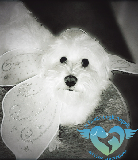 Servizi funebri per animali Salerno