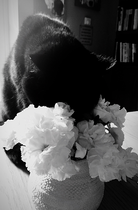 Cremazione animali convenzioni veterinari